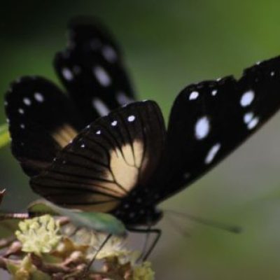butterfly-for-god-renews-poem-