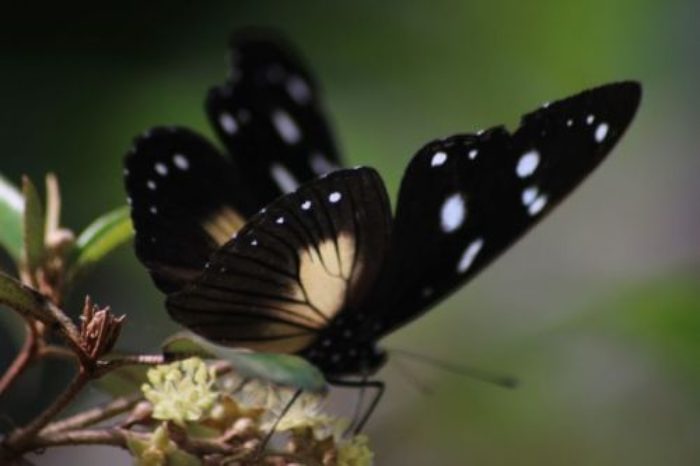 butterfly-for-god-renews-poem-