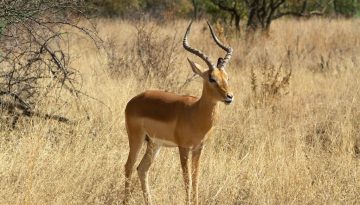 A male Impala. A common sight in South Africa.