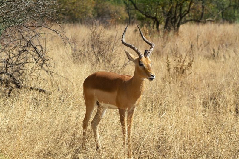 A male Impala. A common sight in South Africa.
