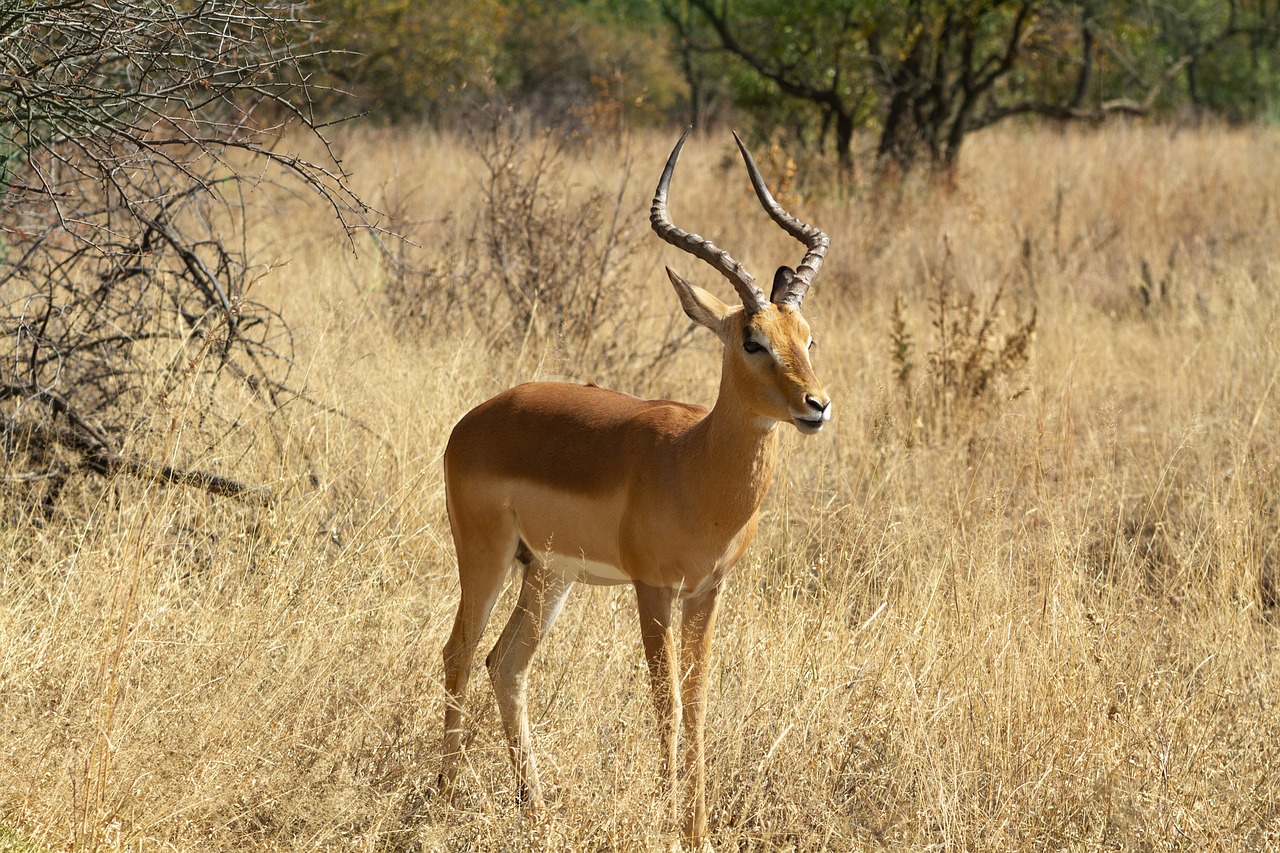 A male Impala. A common sight in South Africa.